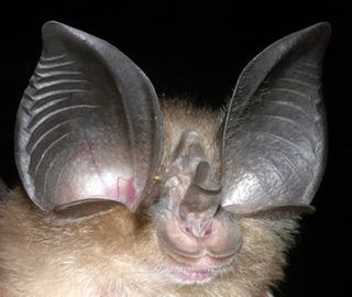 Not Really Blind as Bats