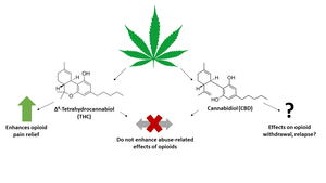 THC and CBD with opioids