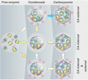 Carboxysome evolution pathways