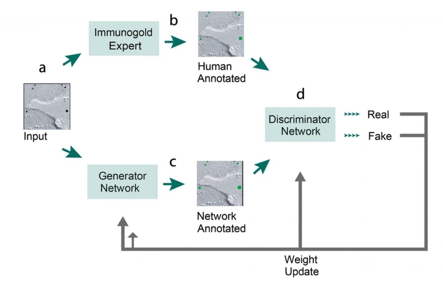 Network Structure of Gold Digger.