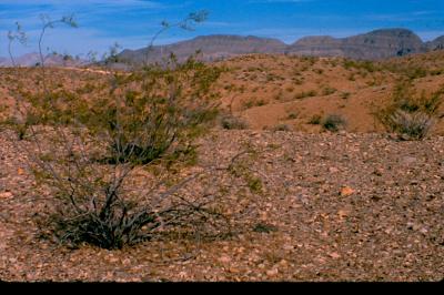 Not-So-Scenic Creosote Bush