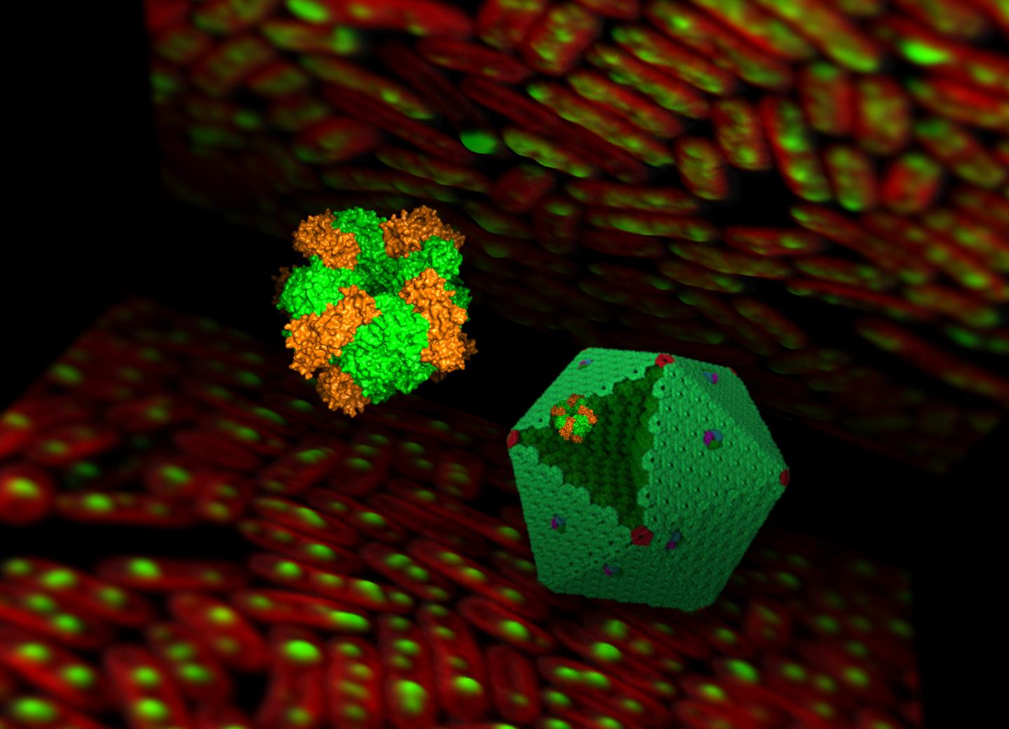 Carboxysome and Rubisco