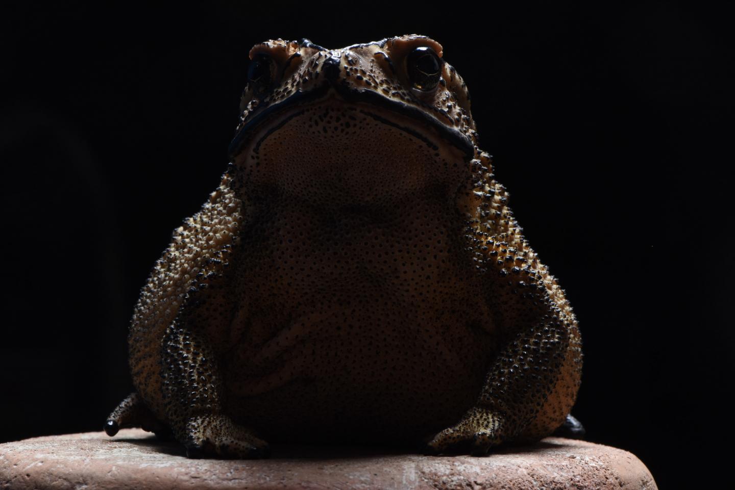 Toxic Toad (1 of 3)