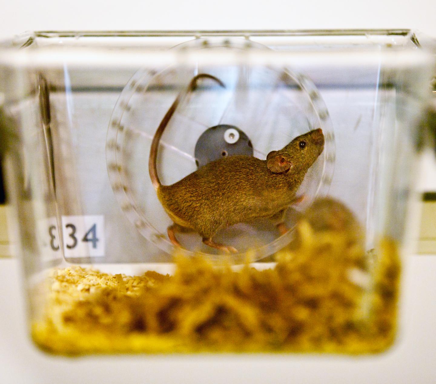Wheel running measures mouse distress better EurekAlert!
