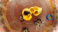 Bee Micro-colony