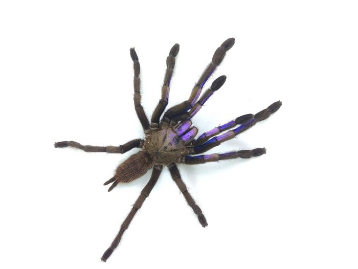 Chilobrachys natanicharum