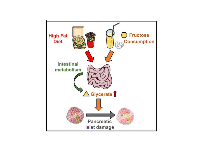 Western diets rich in fructose and fat cause diabetes via glycerate-mediated loss of pancreatic islet cells