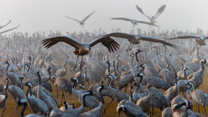 Cranes Descending by Doron Talmi | Capturing Ecology 2023 - British Ecological Society Photography Competition