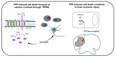 Normally Harmless Cell Molecule Triggers Neuron Death and May Provide Key to Stroke Injury