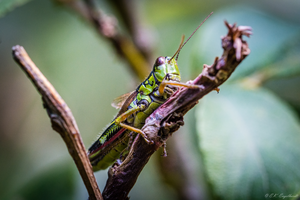 The green mountain grasshopper (Miramella alpina) has so far been unaffected by changes in climate and land use.