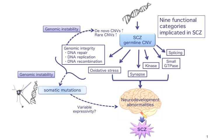 A Unifying Genetic Model Constructed from the Results of Gene Set Analysis