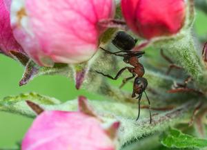 Myrer i æbelblomst