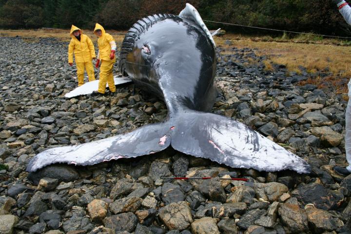 Stranded Humpback Whale Calf