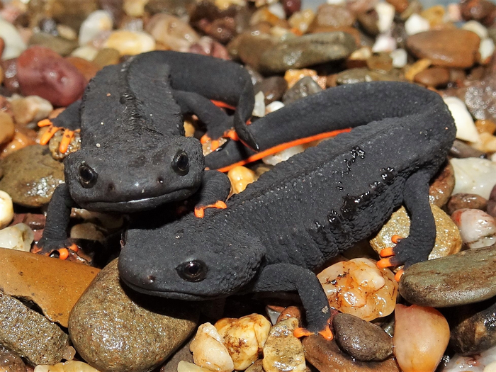 Tylototriton vietnamensis