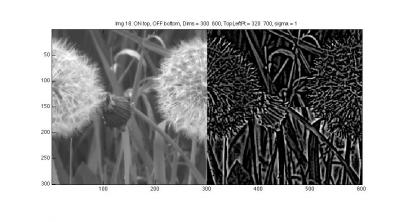 Linking the Retina to the Natural World