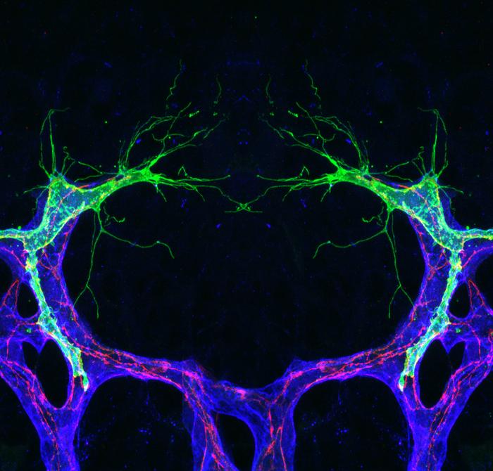 Microscopic image of sprouting blood vessels in the retina of the eye