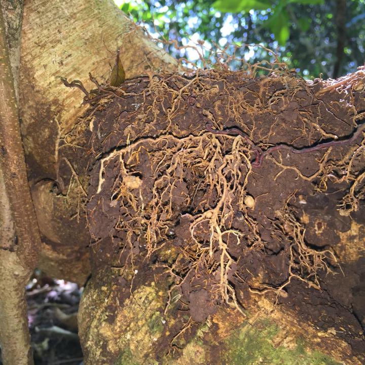 Nitrogen fixation by bacteria occurs in root nodules of nitrogen-fixing trees.