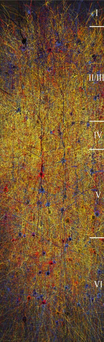 Virtual Brain Column