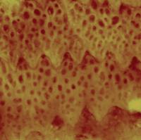 Microstructures from sidewinder snake