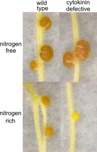 Impact of nitrogen and cytokinin on nodule development