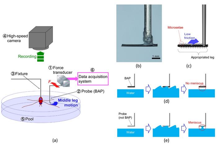 Schematic illustration of the force measurement system and the bio-appropriating probe (BAP) to obtain rowing leg force of water strider