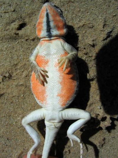 Female Lake Eyre Dragon Lizard