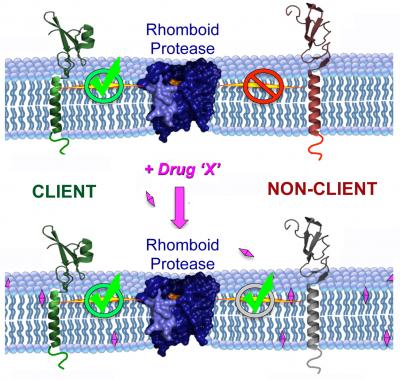 Drugs Can Increase the Proteins Cut by Rhomboid Proteases