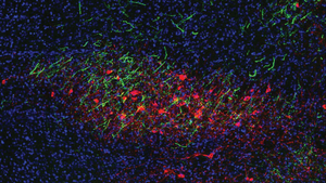 Mouse neuron cluster