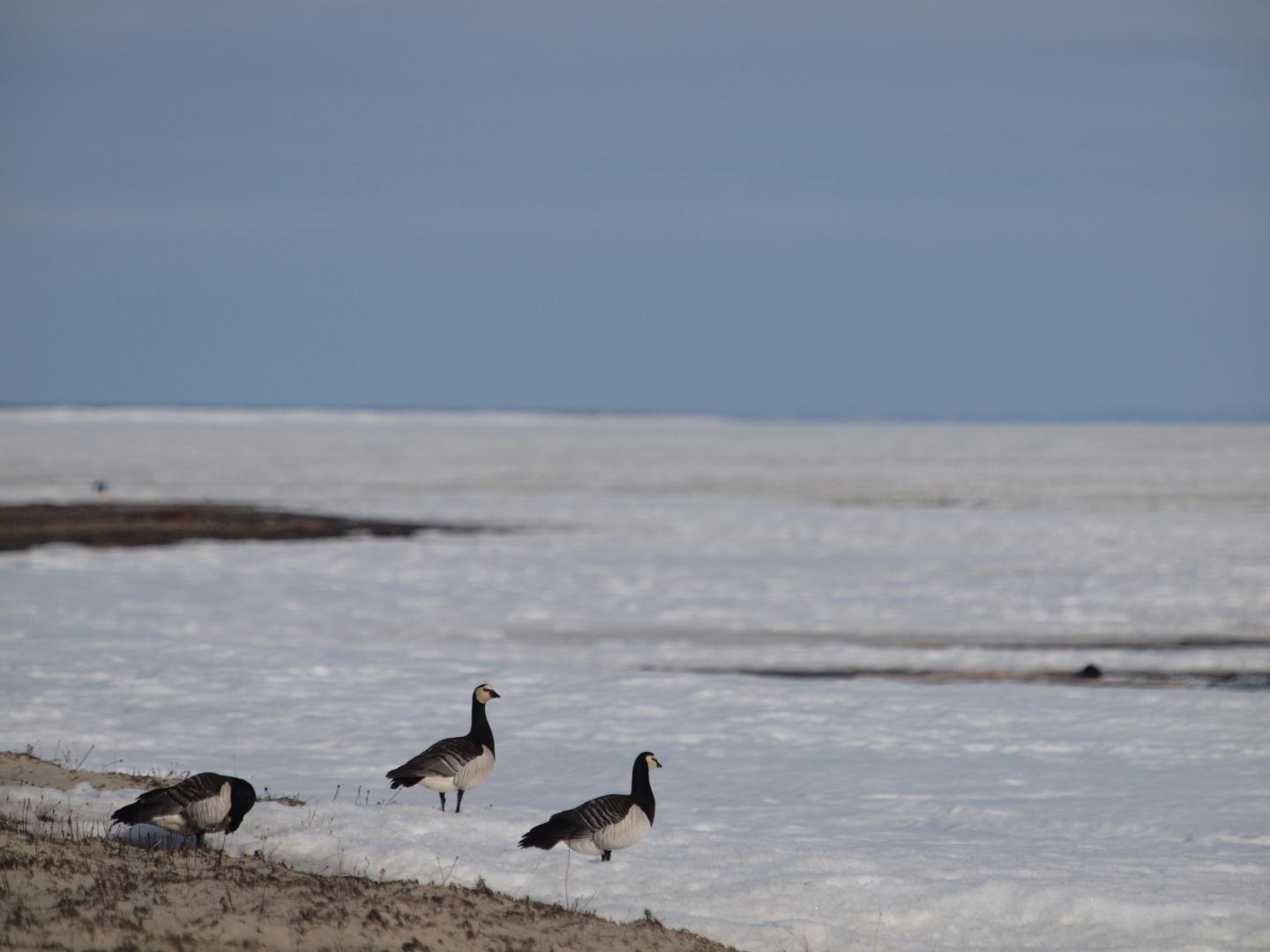 Barnacle Geese in the Snow at the Kolokolkova Bay (Northern Russia)