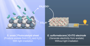 Schematic diagram showing that the sunlight-driven bacteria-modified photocatalyst sheet provides acetate for a biohybrid electrochemical system to generate current and close the carbon cycle