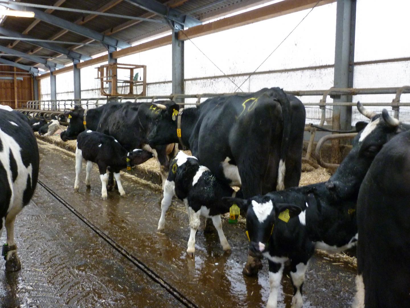 Early separation of cow and calf has longter EurekAlert!