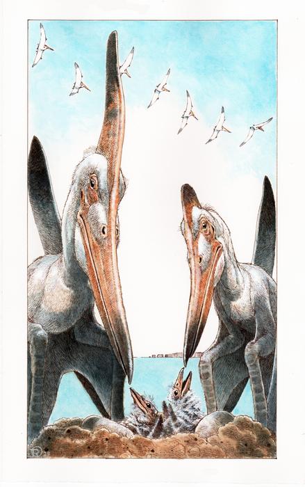 Artwork of the pterosaur, Pteranodon sp