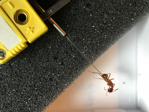 Measuring ant temperatures for a climate study