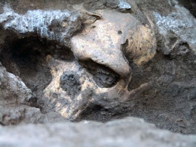 Dmanisi Early <i>Homo</i> Cranium <i>in situ</i>
