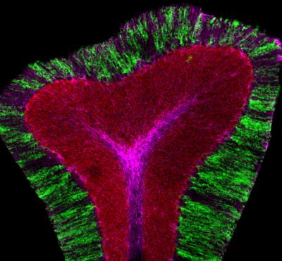 Astrocyte Activity In The Cerebellum