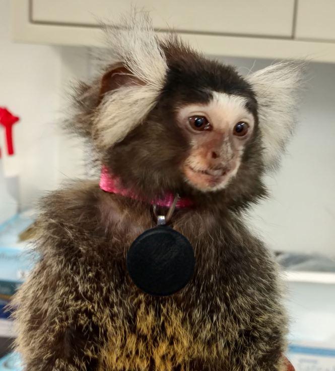 Marmoset