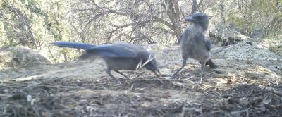 Jays Feeding on Piñon Pine Seeds