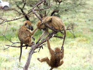 Juvenile baboons playing