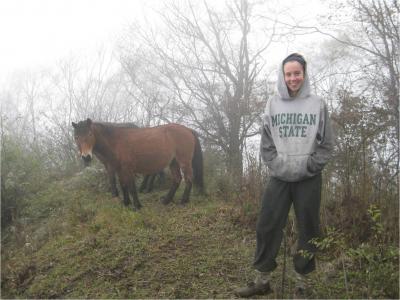 Bamboo-Eating Horses