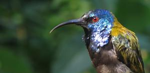 Blue-headed sunbird