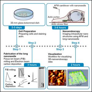 Researchers define a protocol for narrow cantilever fabrication and high-resolution imaging of living cells using AFM