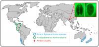 Geographical Distribution of <em>Acalyptomerus thayerae</em> and <em>Sphaerothorax uenoi</em>