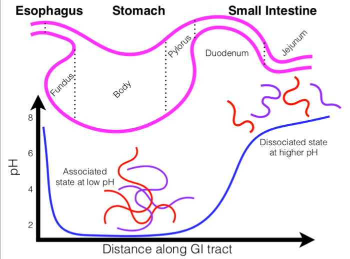 Inside the acidic environment of the stomach, pZCs remain in their associated state, but disassociate as they move into the intestine.