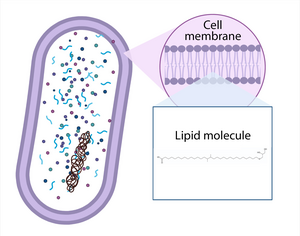 Lipids form the membrane of a microbe