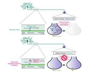 Presynaptic Ube3a activity is associated with abnormalities of synapse elimination