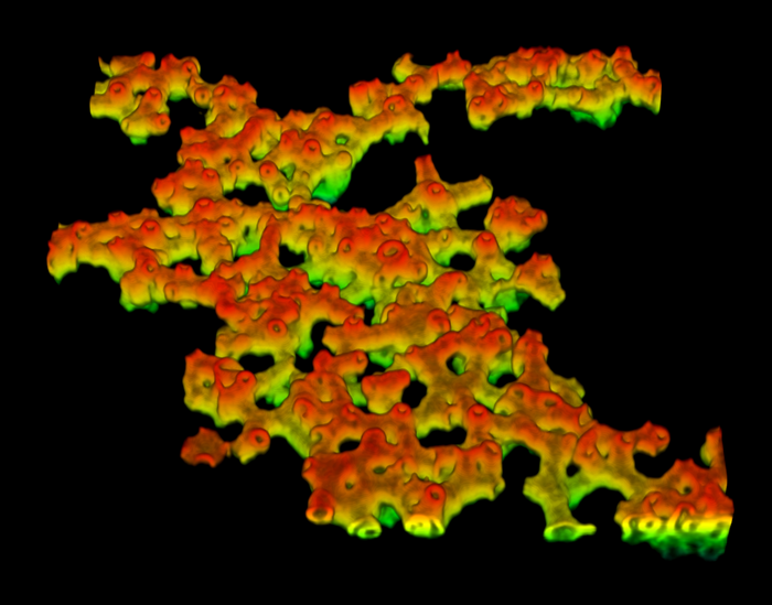 Image (false coloured) of a sponge-like phase of fluidic colloidal membranes, self-assembled from a binary mixture of short and long rods