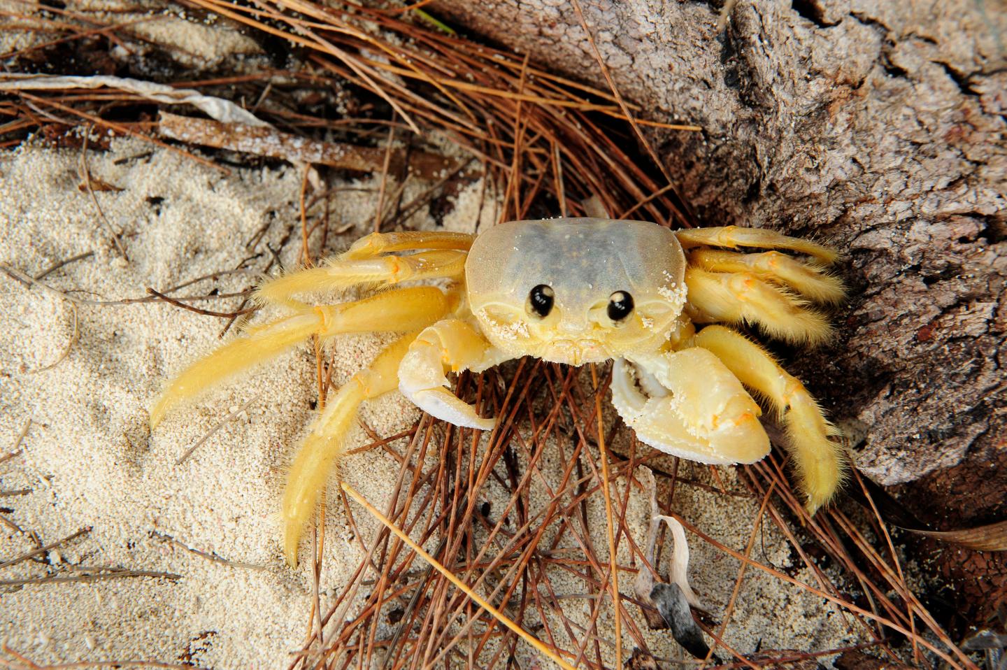 Ghost Crab