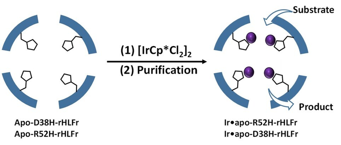 Figure 1. A schematic representation of enhanced iridium complex (IrCp*) uptake by the ferritin bio-nanocage