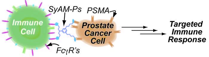 Synthetic Molecules that Mimic Antibodies