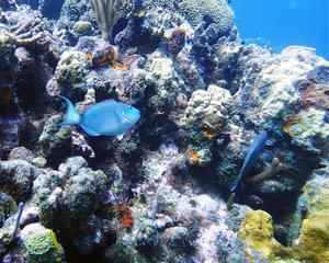 Parrotfish